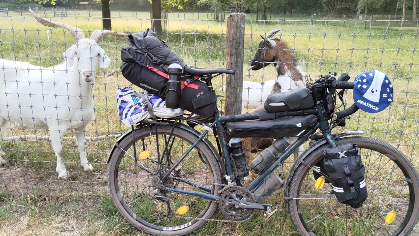Un vélo poser sur une clôture, derrière des chèvres