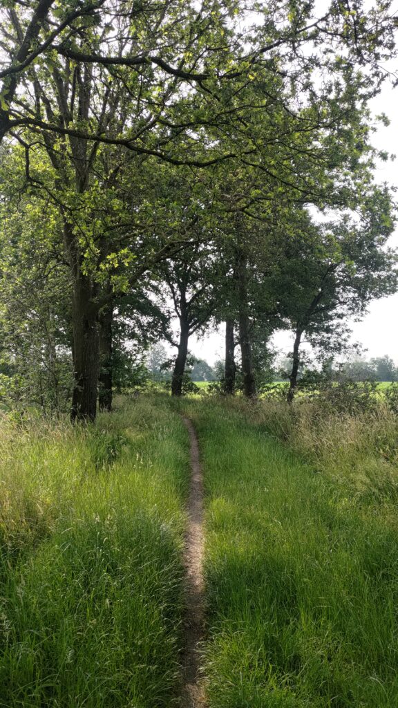 Petit chemin étroit au milieu d'herbes, à gauche des arbres