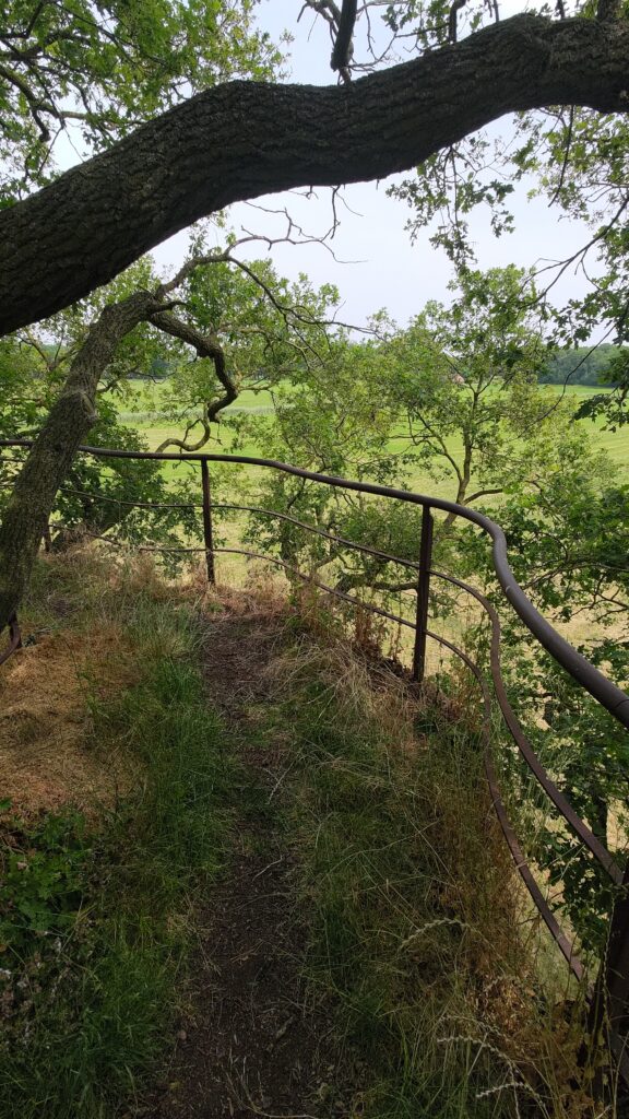 Vue de la plate-forme en hauteur mise dans un arbre. Les gardes corps sont métalliques. Le sol en bois et recouvert de suffisamment de terre pour que la végétation pousse