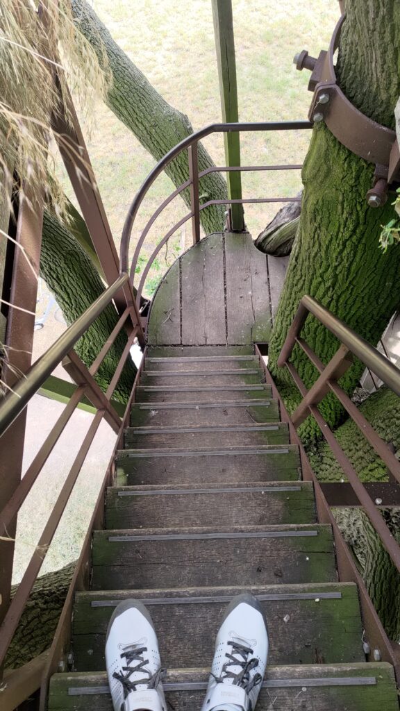 Vue depuis le haut d'un escalier des marchés d'accès à une plate-forme dans un arbre