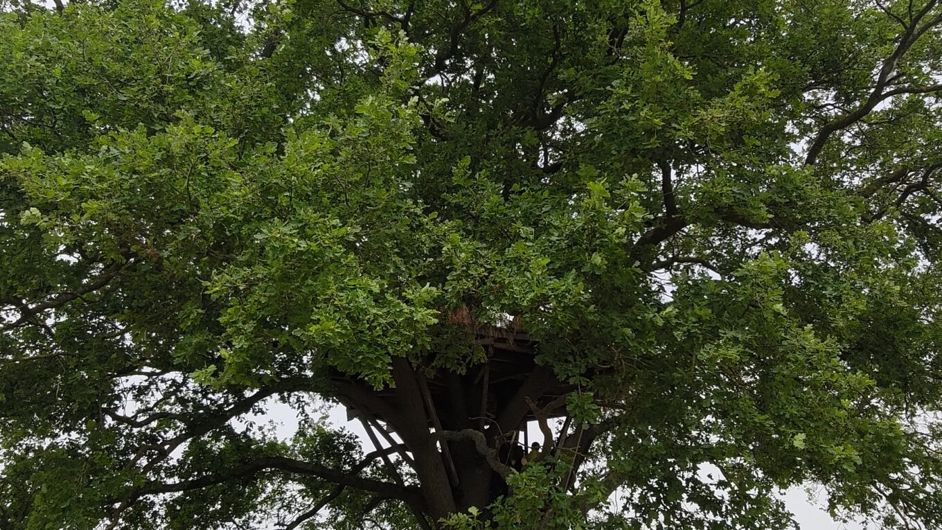 Un grand arbre équipé e'un escalier et d'une plate-forme d'observation métallique