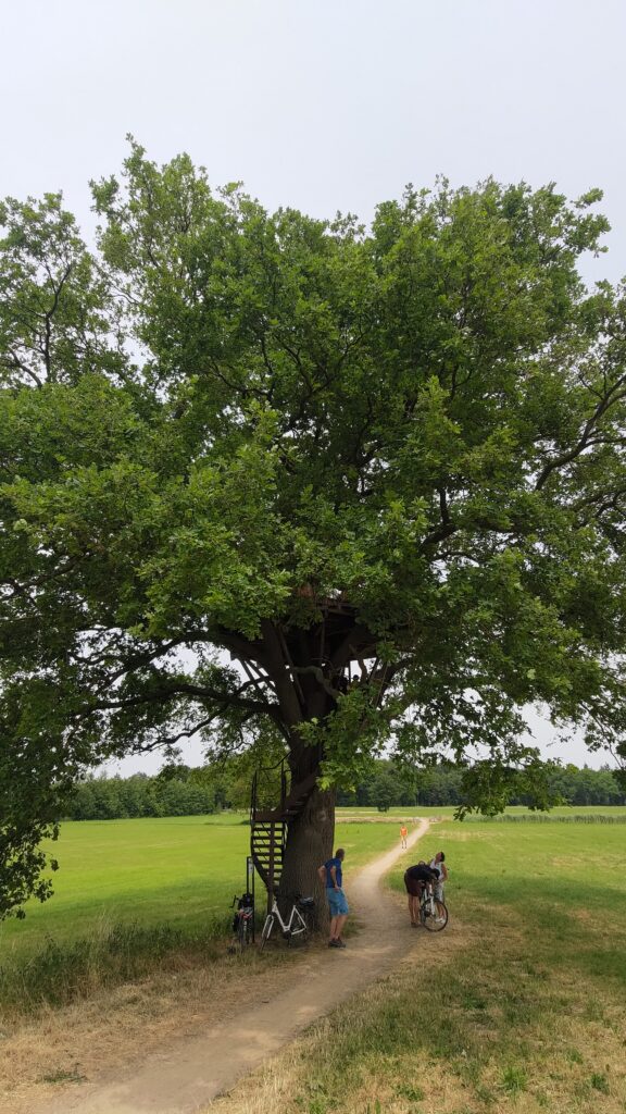 Un grand arbre équipé e'un escalier et d'une plate-forme d'observation métallique