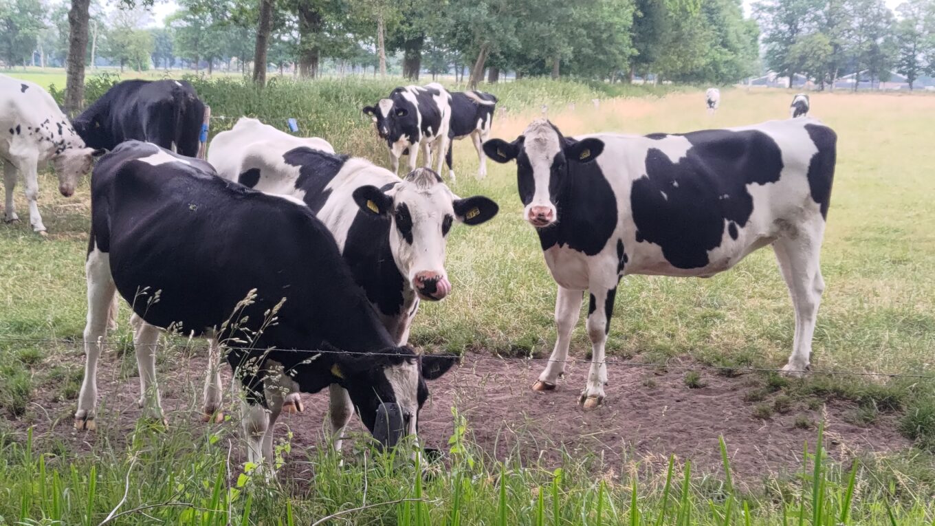 Des vaches noires et blanches