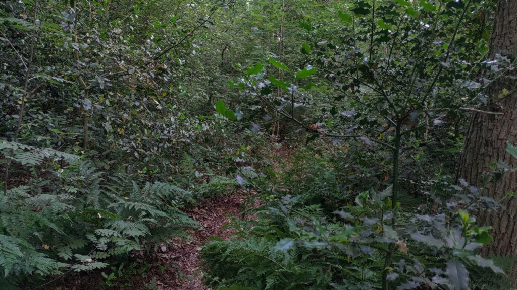 Chemin très étroit dans des bois, du houx de part et d'autres