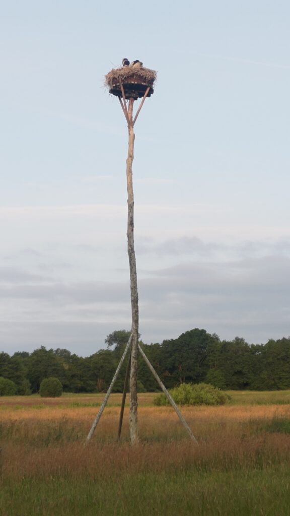 Un poteau en bois de 15m de haut planté au milieu d'un champ, au sommet des cigognes ont fait leur nid