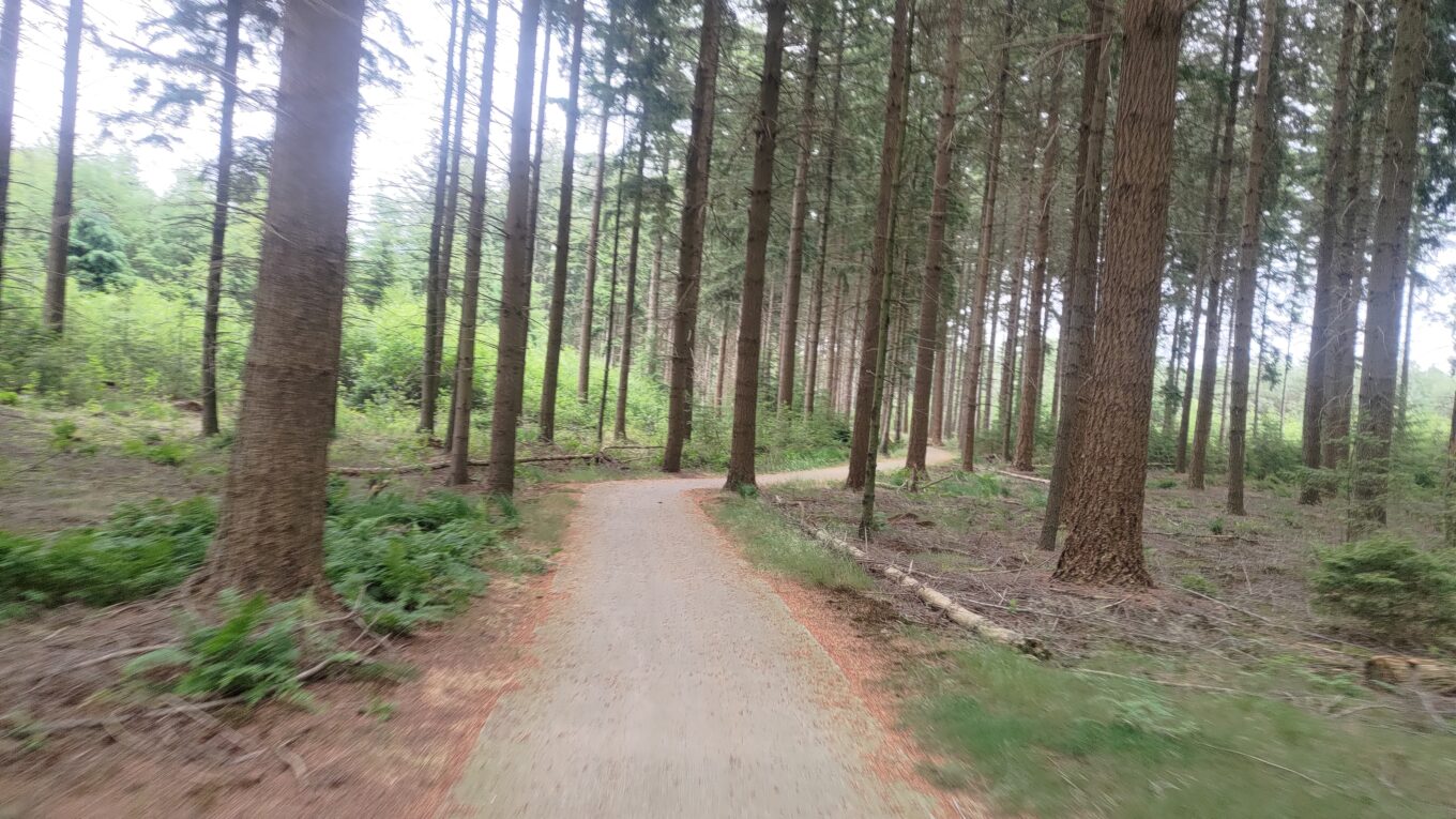 Chemin goudronné dans une forêt de pin