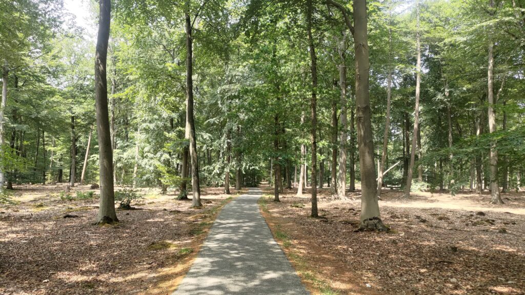 Beau chemin en forêt de pins