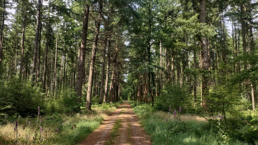Chemin en forêt