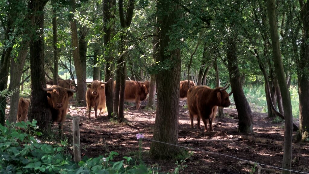 Vaches à cornes type gnou ou mini buffle, entre les arbres