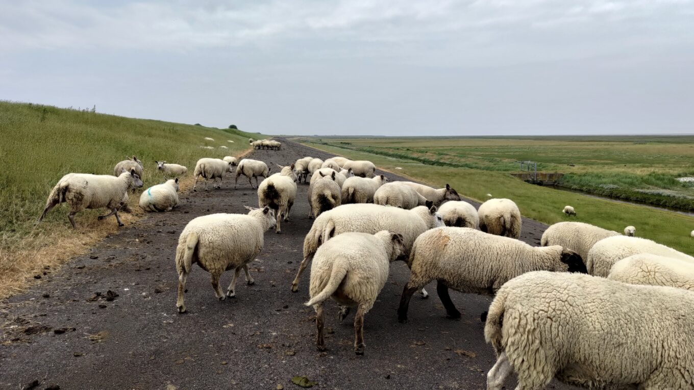 Un troupeau de mouton sur la route de la digue