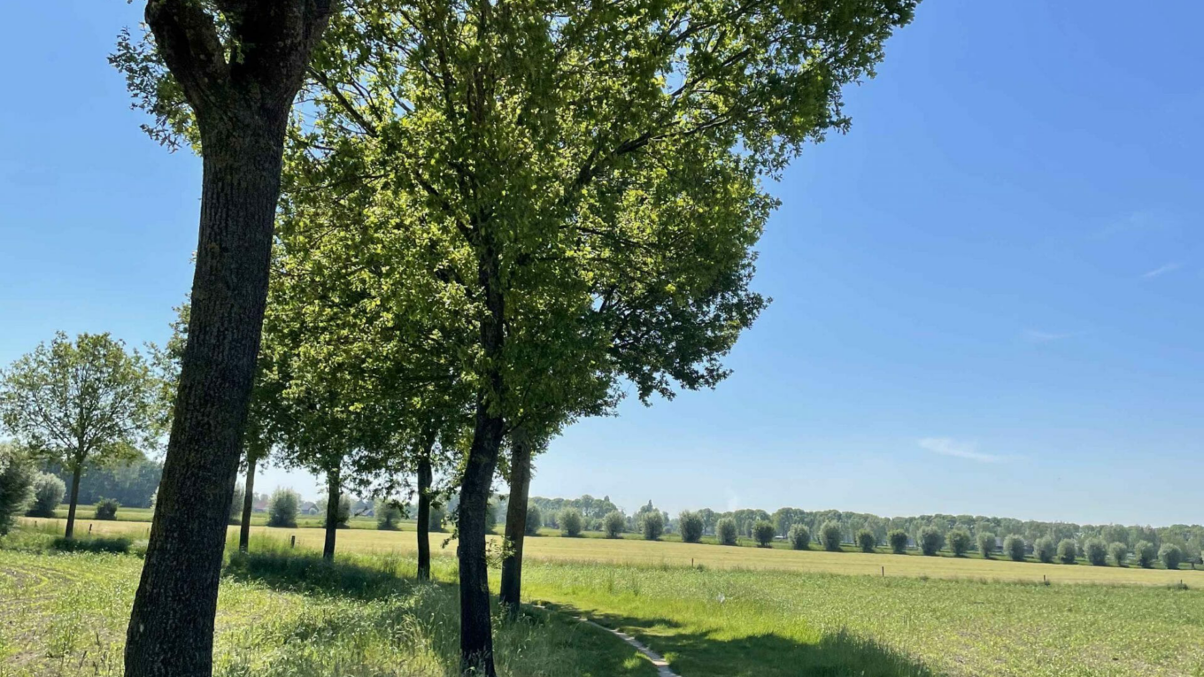 Photo en mode portrait, chemin étroit de sable qui tourne vers la gauche, au milieu de la campagne. Au bord du chemin à gauche de grands arbres qui font de l'ombre. Au fond à l'horizon des arbres en formes de boules forment une longue ligne. Soleil et grand ciel bleu