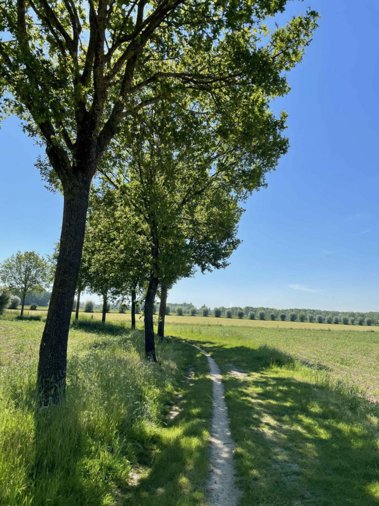 Photo en mode portrait, chemin étroit de sable qui tourne vers la gauche, au milieu de la campagne. Au bord du chemin à gauche de grands arbres qui font de l'ombre. Au fond à l'horizon des arbres en formes de boules forment une longue ligne. Soleil et grand ciel bleu