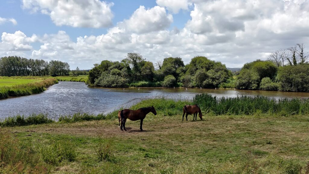 Chevaux dans une prairie au bord d'une rivière
