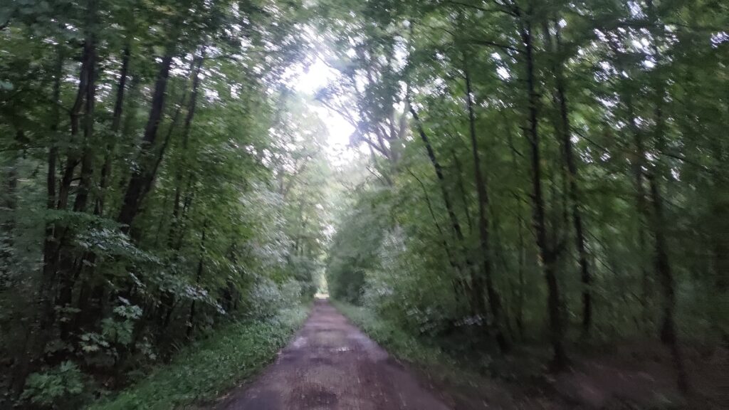 Chemin forestier après la pluie, de grands arbres de part et d'autres