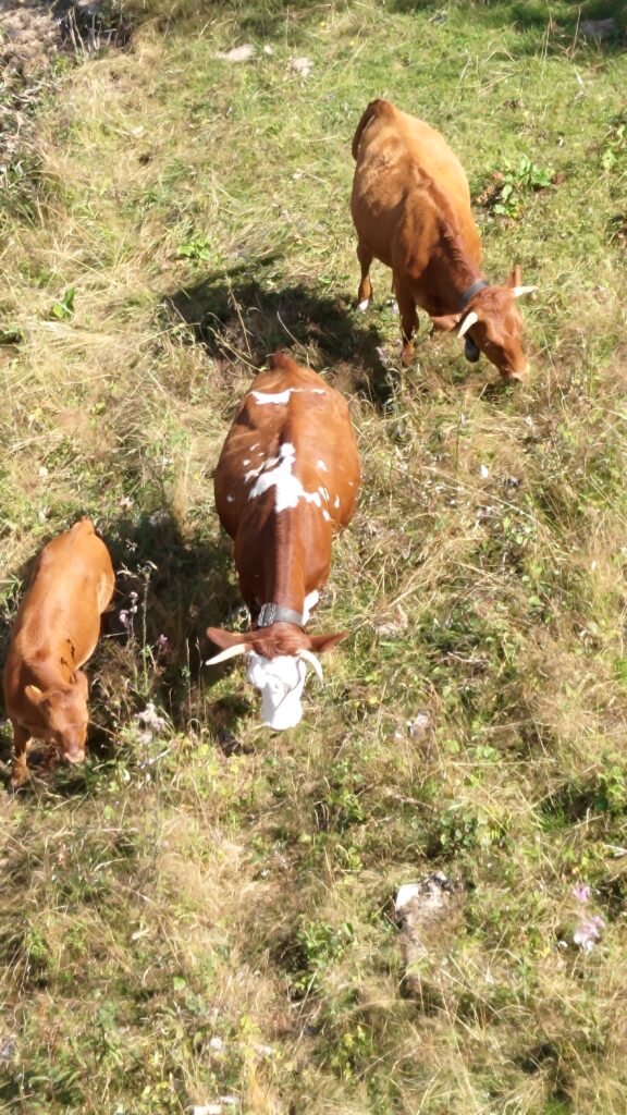 2 vaches marrons à tâches blanches et un veau marron vus du dessus depuis un télésiège.