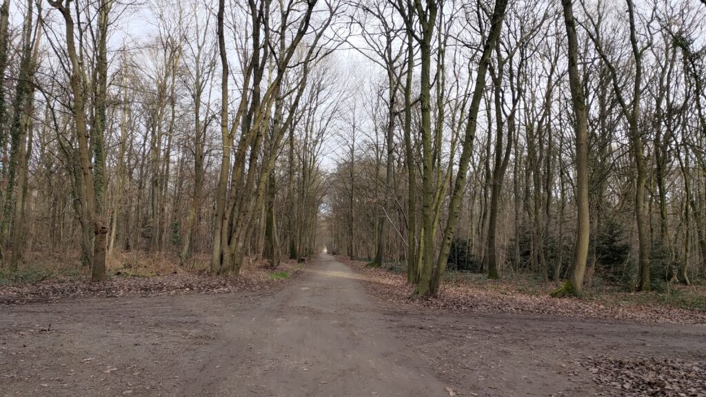 Vu d'un carrefour en forêt, deux routes perpendiculaires. C'est en hiver, aucune feuille sur les arbres, la route est sèche