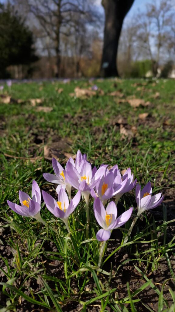 Gros plan sur de petites fleurs mauves et blanches, pistils jaunes, crocus de Thomas.