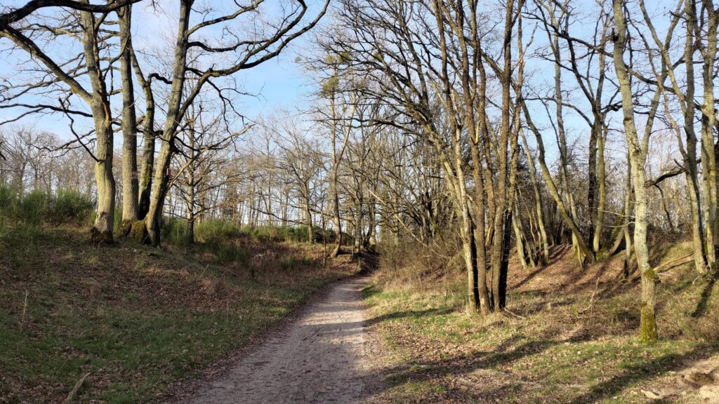 Chemin en terre dans une forêt hivernale