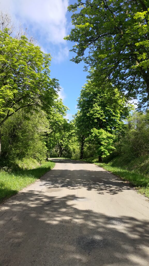 Petite toute de campagne sous le soleil et bordée d'arbres