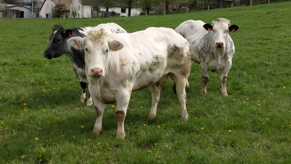Des vaches dans un près