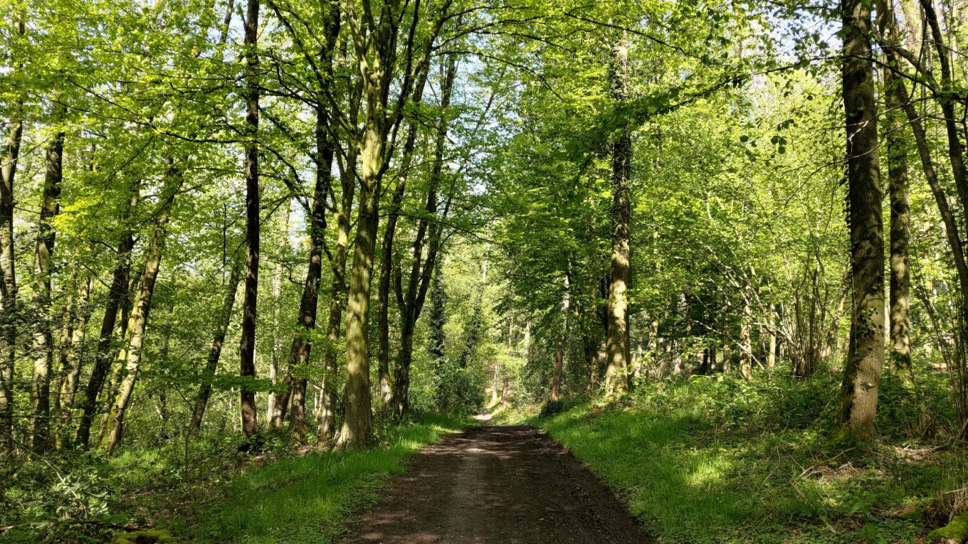 Piste cyclable en terre au milieu d'une forêt