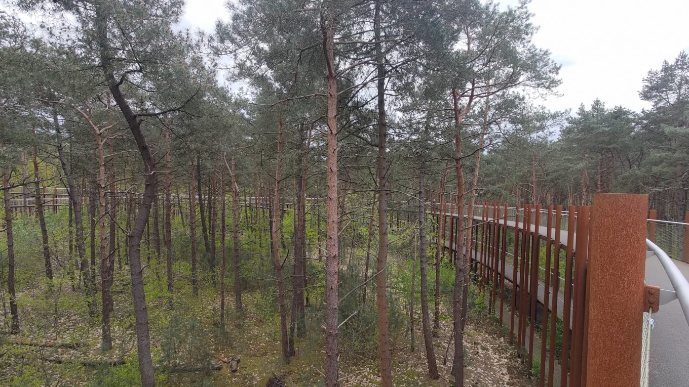 Vu depuis le haut de l'installation en boucle de la piste de cyclable Fietsen in den boomen qui porte une route sur de grands poteaux couleur rouille au milieu d'un bois de pins