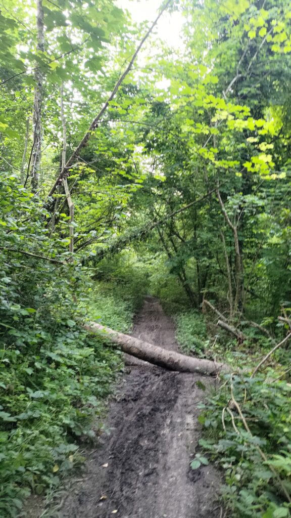 Un chemin très boueux dans une forêt, un arbre coupe le passage tombé en travers
