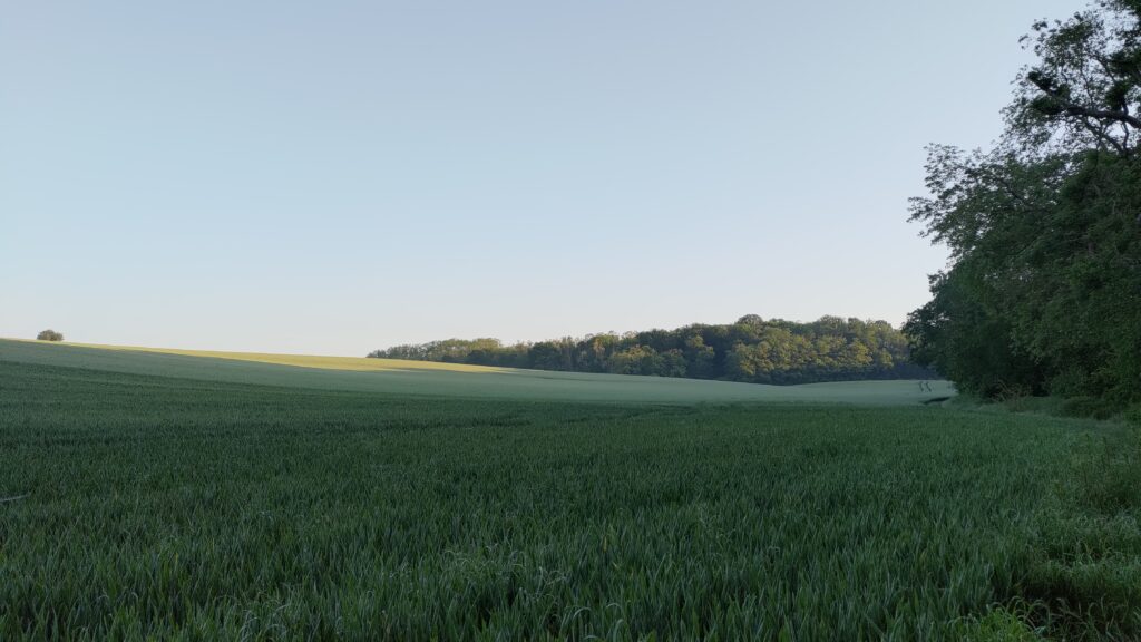 Vu d'un champs d'herbes sur une colline au petit matin, au bord d'un bois