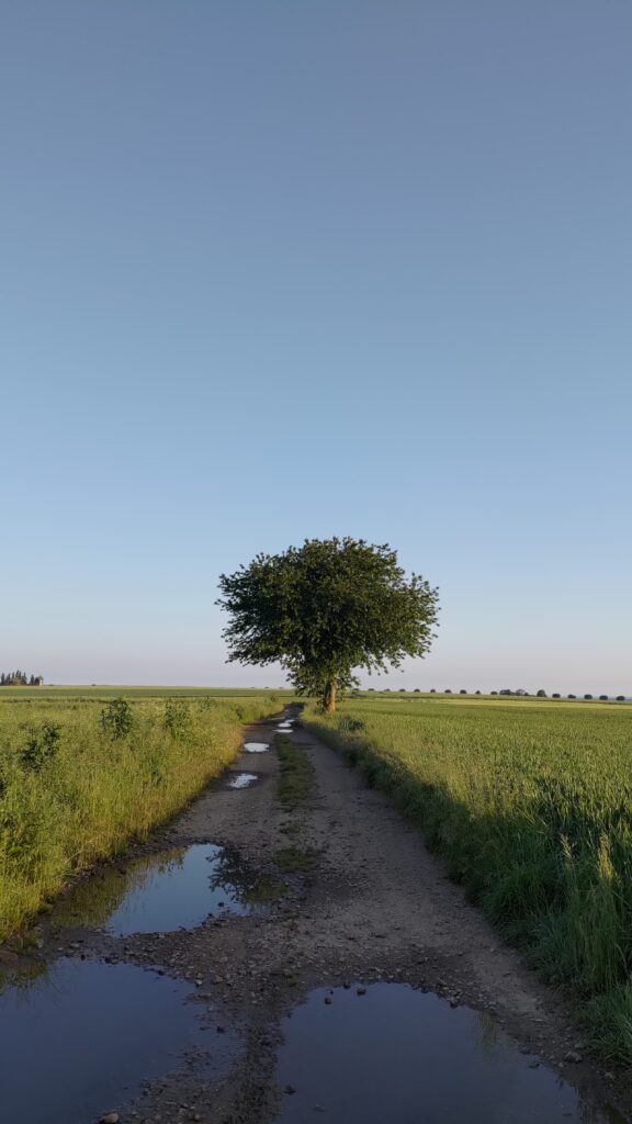 Un chemin entre deux champs, très boueux avec de nombreuses flaques d'eau, un arbre isolé est au bord du chemin, ambiance matinale et ciel coloré