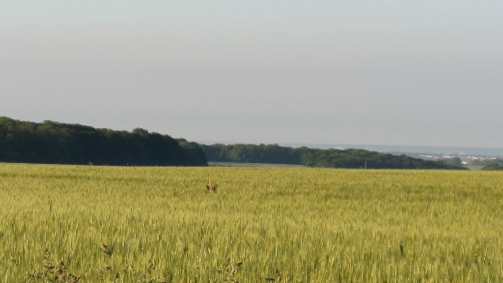Un champs d'herbes hautes presque au milieu on distingue à peine la tête d'un chevreuil qui dépasse des herbes