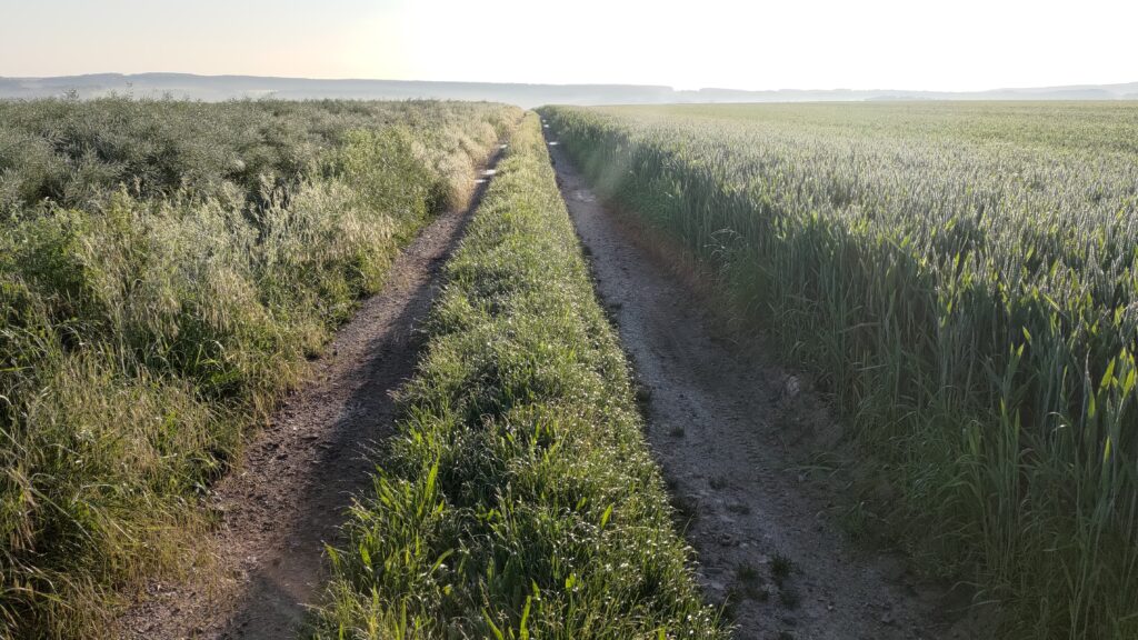 Chemin de tracteur entre dzux champs, très boueux et ornières profondes
