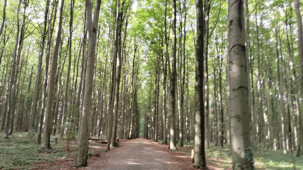 Chemin à travers les arbres