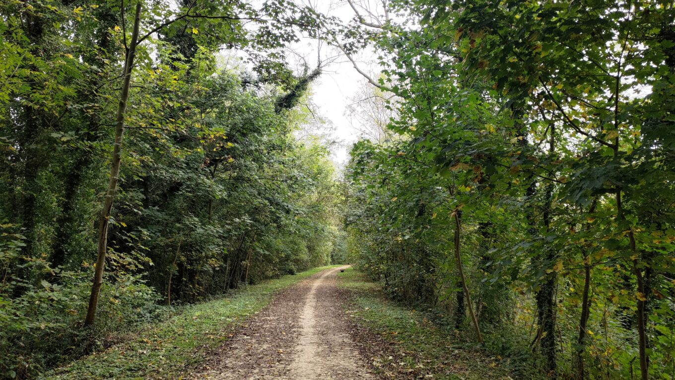Une voie verte dans une forêt
