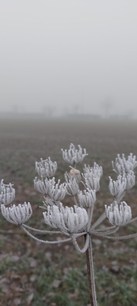 Une plante (type inconnue) dont les branches givrées forment une fleur. À l'arrière plan le brouillard masque partiellement l'horizon, le ciel est très gris.