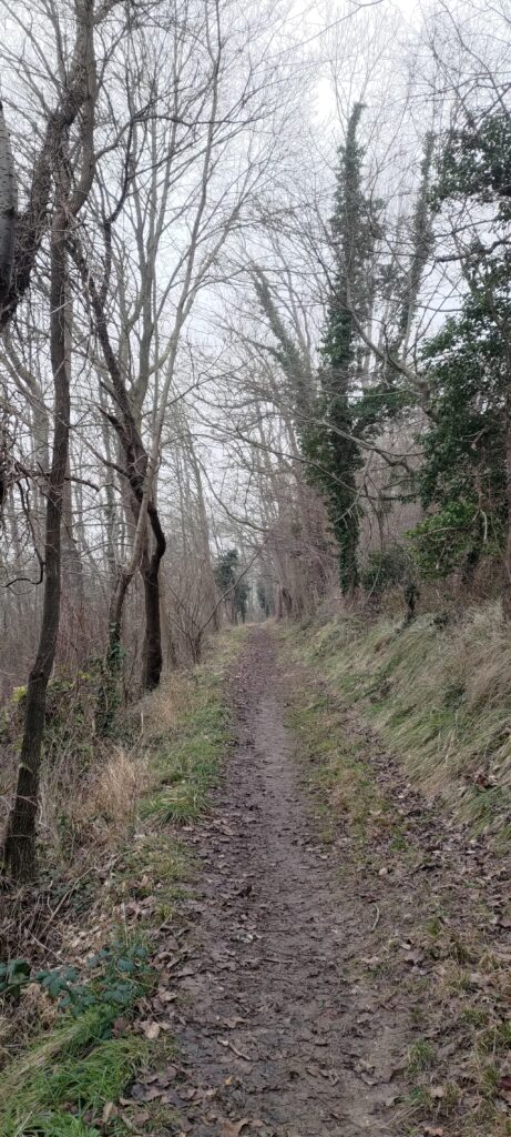 Chemin de randonnée en forêt entre les arbres. Ciel d'hiver gris.