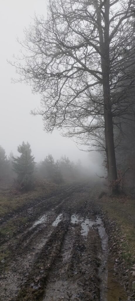 Une route forestière défoncée par des véhicules motorisés, les roues ayant formé de multiple ornières, remplies d'eau. Le sol est boueux. Du brouillard masque le bout du chemin bordé d'arbres et le ciel est gris.
