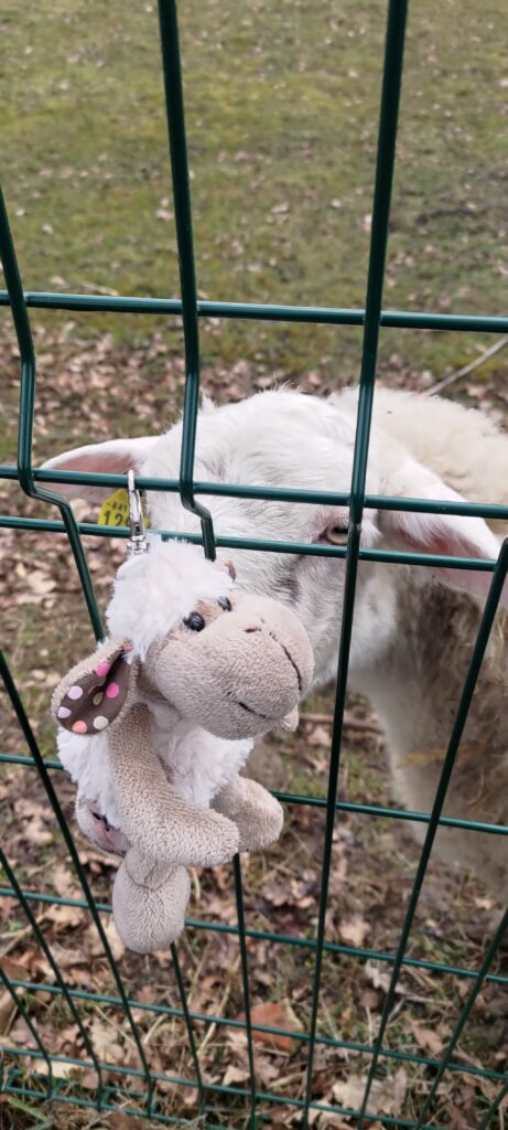 Peluche mouton accrochée à un grillage, et vrai mouton derrière qui tente de la grignoter 