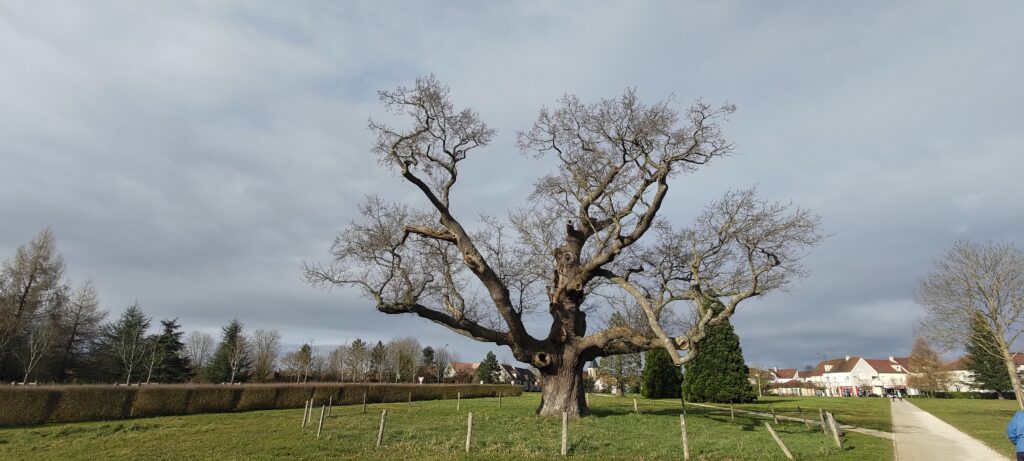 Un arbre immense dans un parc
