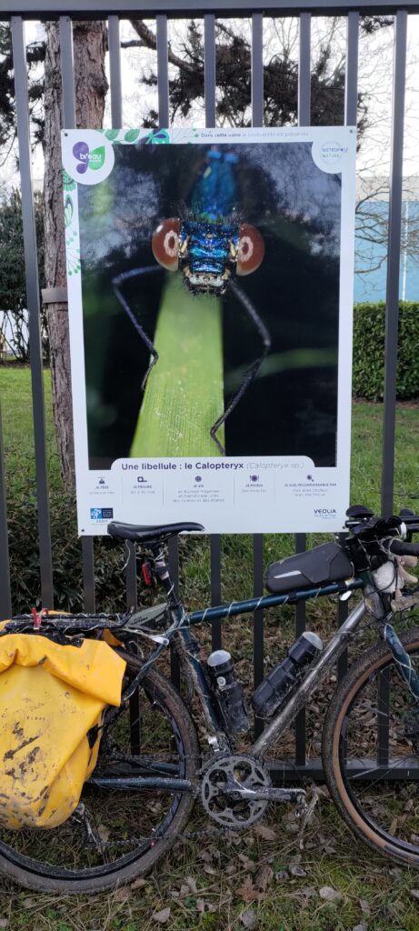 Un vélo posé devant une grande photo d'une tête de Libellule en gros plan (le vélo s'appelant Libellule)