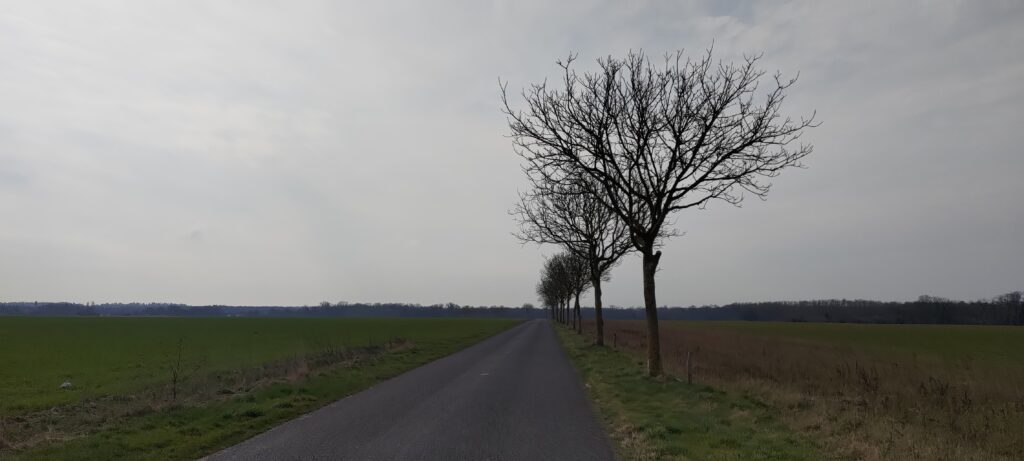 Une route rectiligne dans une plaine à la campagne, bordée d'arbres d'un côté