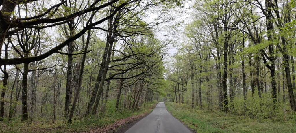 Une route au cœur d'une forêt, arbres bien verts et denses
