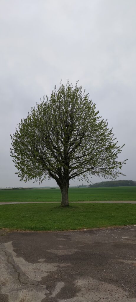Un bel arbre seul au milieu d'une petite place enherbée