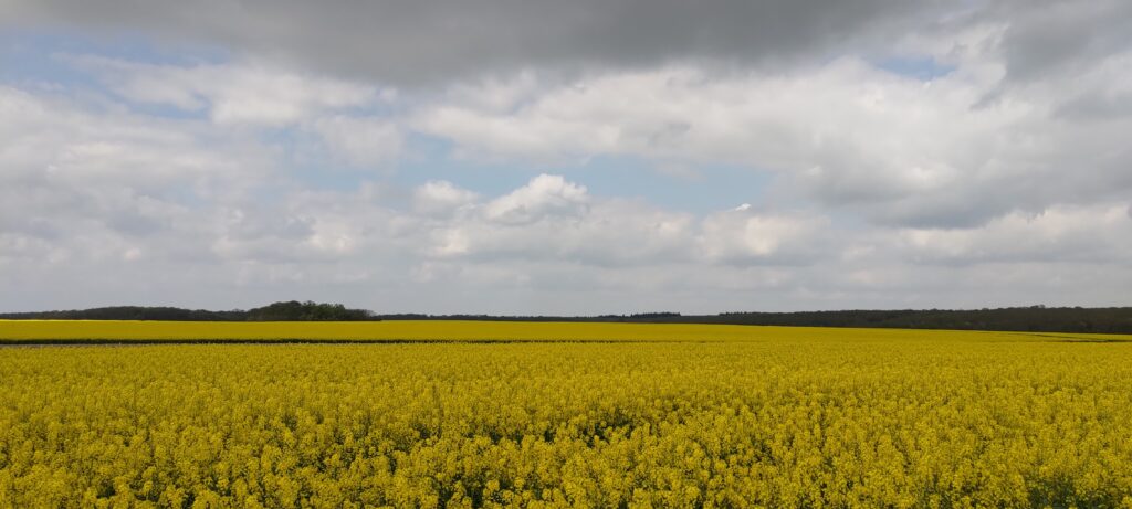 Immense champs de Colza tout jaune qui semble se voir à l'infini, une forêt est à l'horizon