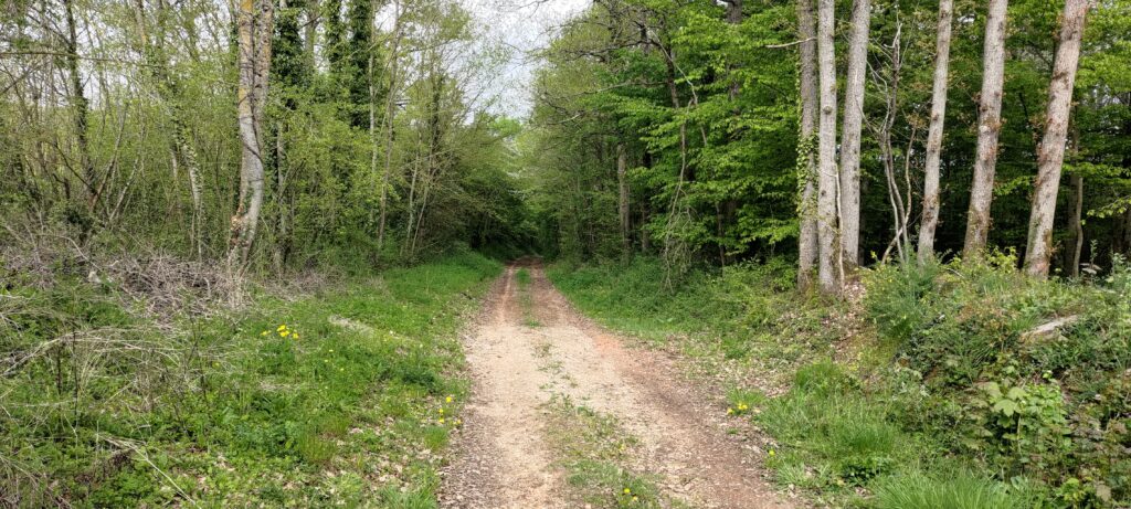 chemin de terre en forêt