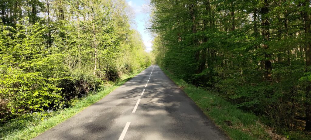 Une belle petite route en milieu d'une forêt