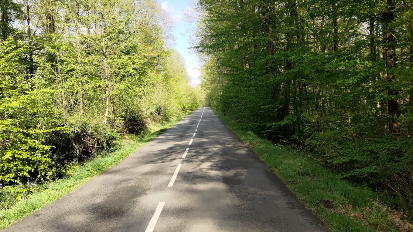 Une belle petite route en milieu d'une forêt