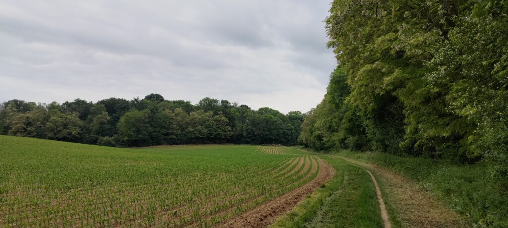 Champs en train de pousser et petit chemin, à la lisière de la forêt qui démarre à droite