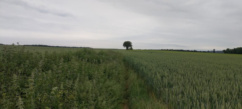 Un chemin à peine visible entre deux champs de blé en cours de pousse, un arbre au milieu de l'image à l'horizon. Ciel très gris.