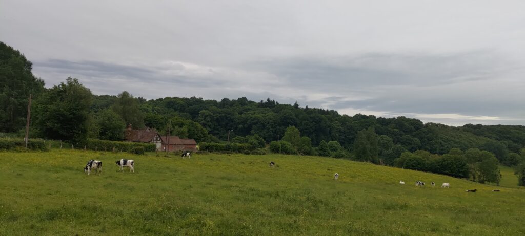 Une prairie à la campagne avec des vaches noire et blanche