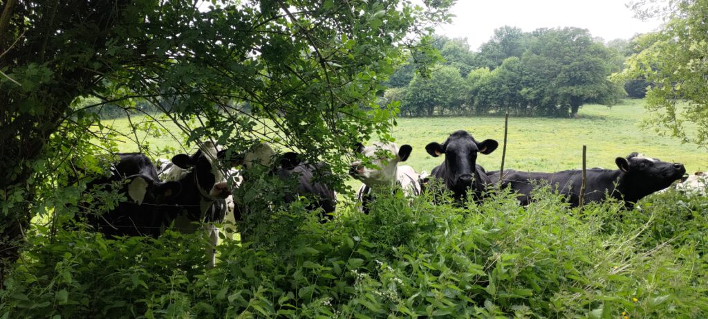 Des vaches regardant le photographe la tête au-dessus d'une haie touffue et sous les branches d'un arbre